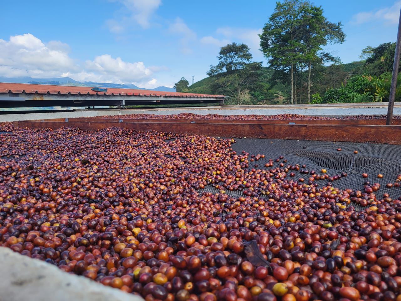 Colombia Chapoleras (Natural)