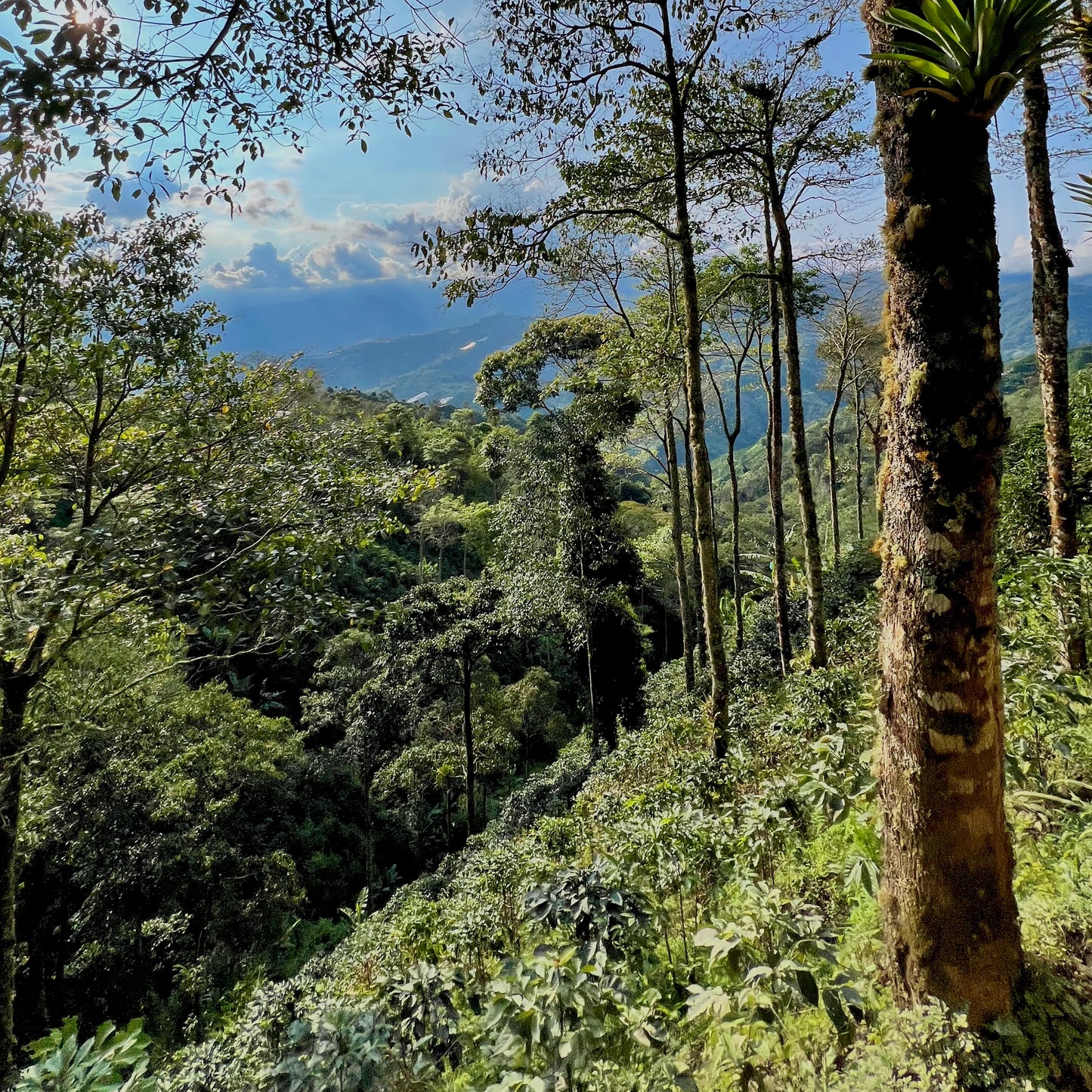 Colombia Noralba Benitez (Washed Process)