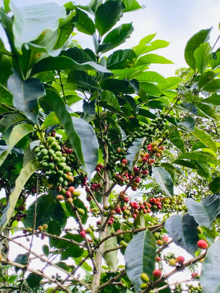 Colombia Maria Pulgarin (Natural)