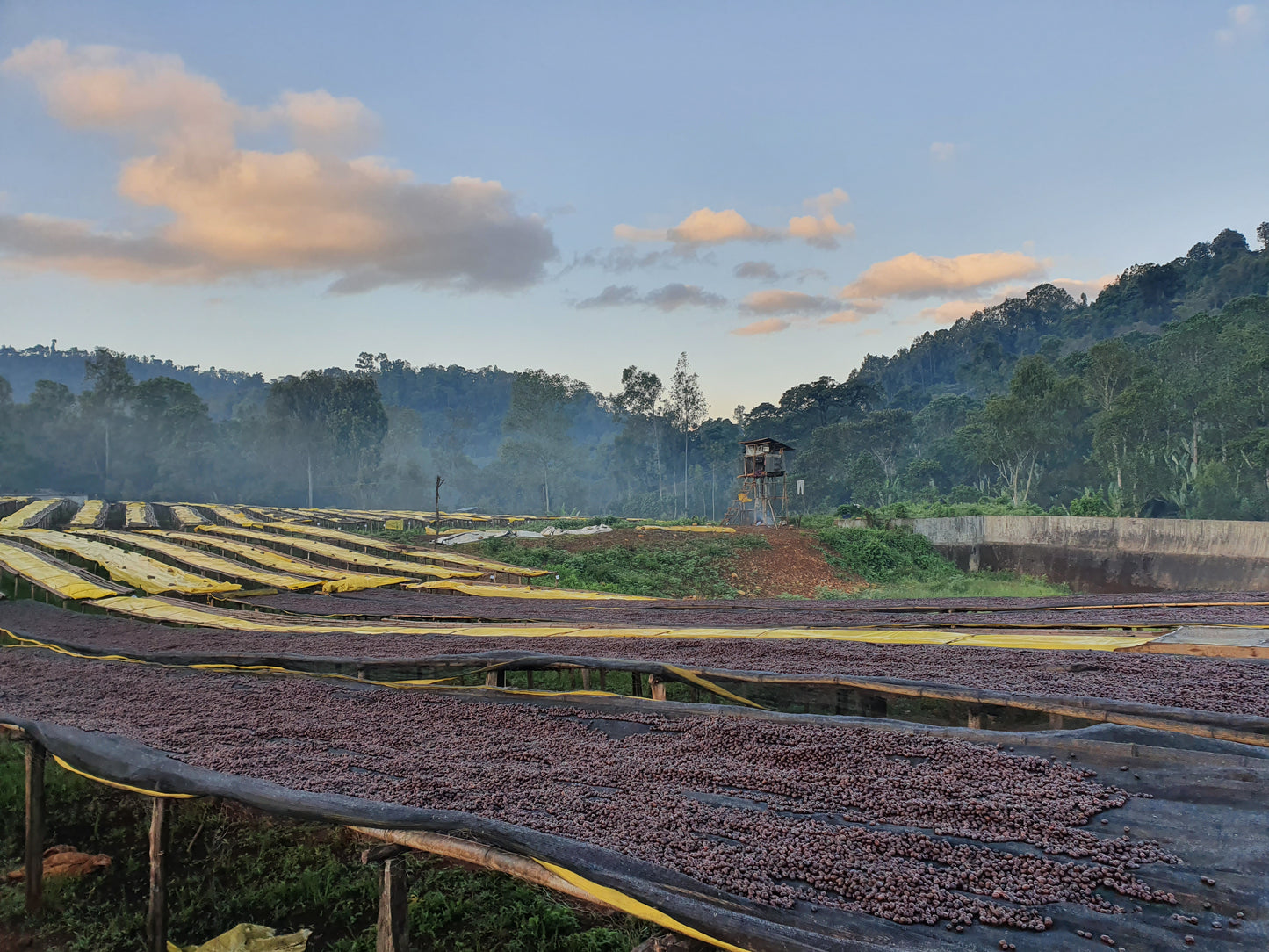Ethiopia Yirgacheffe Idido (Washed)