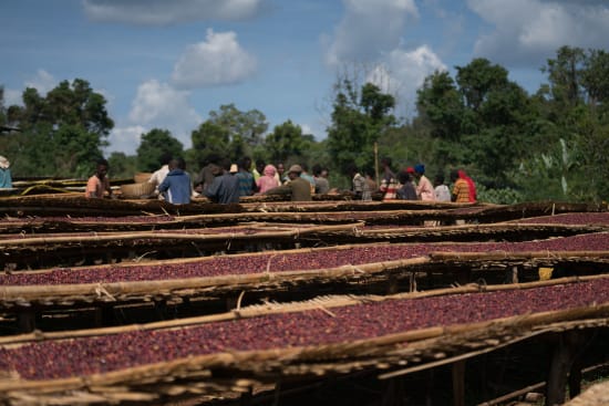 Ethiopia Yirgacheffe Halo Beriti (Natural)