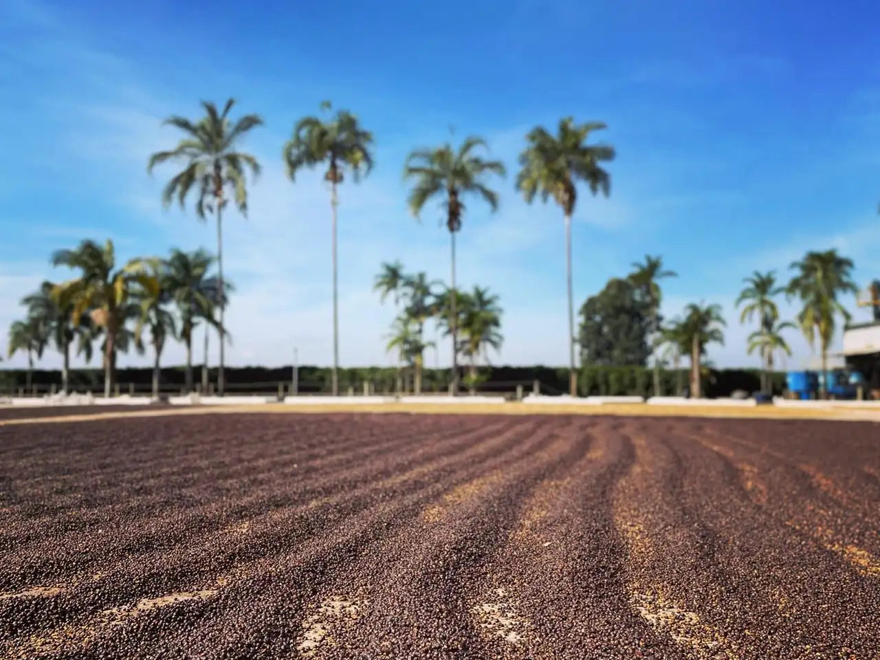 Brazil Vinhal Family (Double Fermented Washed Process)