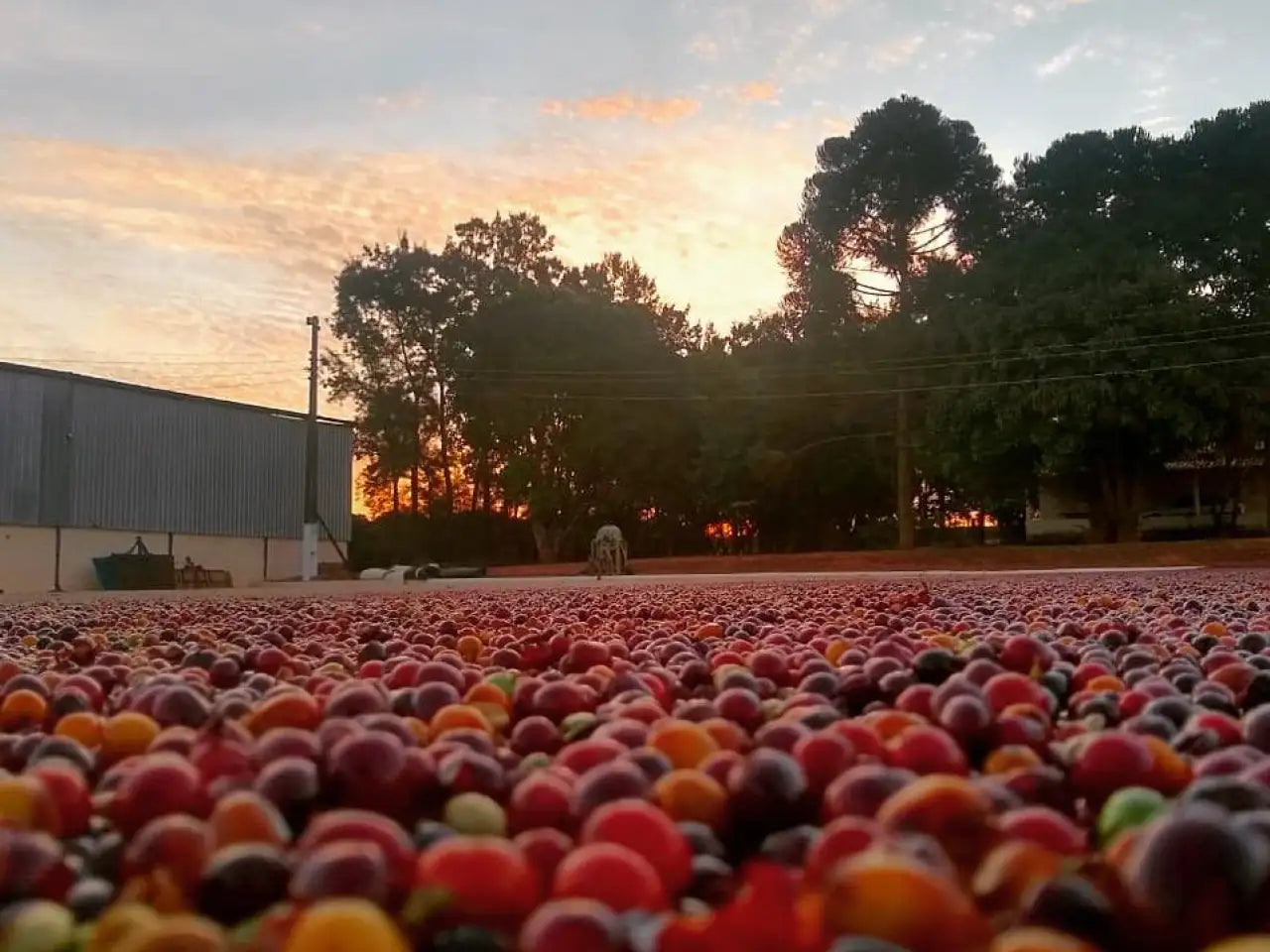 Brazil Vinhal Family (Double Fermented Washed Process)